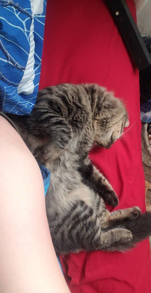 Readers pet photos